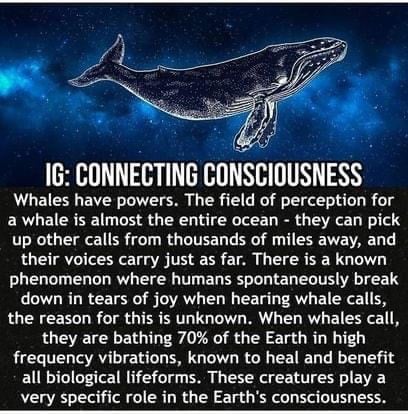 ,                                                                                                                                                                                                                          0 w