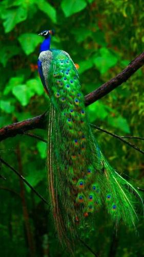 tumblr_35cb13e3aaf4f8f68b9361749c0bb85a_a4510dd0_640