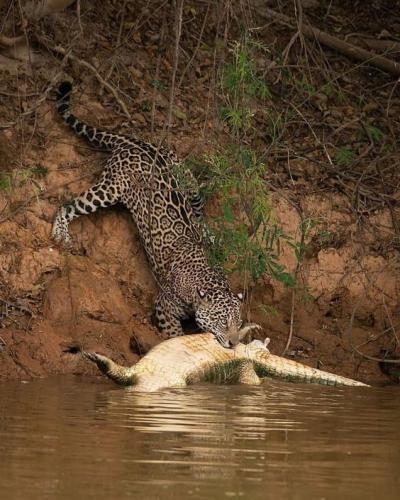 2e62f71002bfa535798b64dddbf8df33