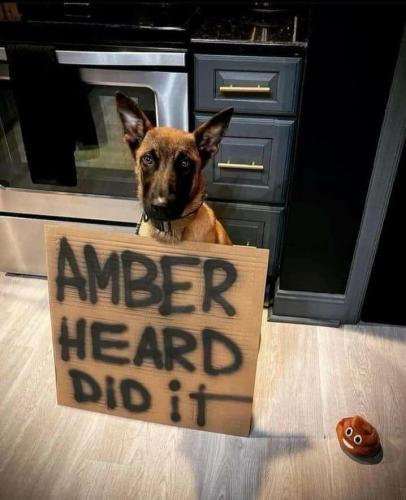 dog amber h did it