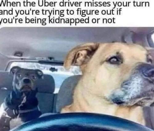 dogs uber