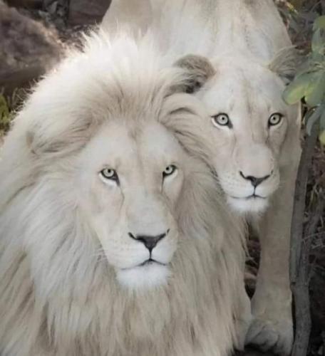 62e0f2ad-abcd-4475-8405-bd84d68e03c4