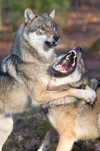 d3d918db6fe95746cfbc57d25e5da9b4