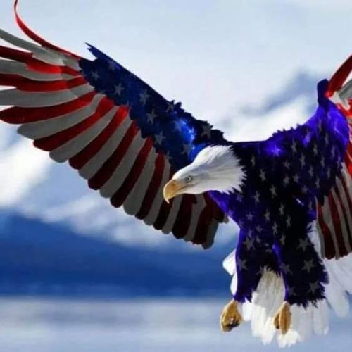 freedom eagle