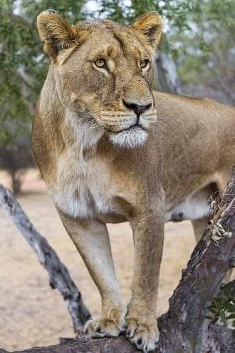 tumblr_d0e0186328e3c904fdd55c33587a6d9d_113b63c9_400