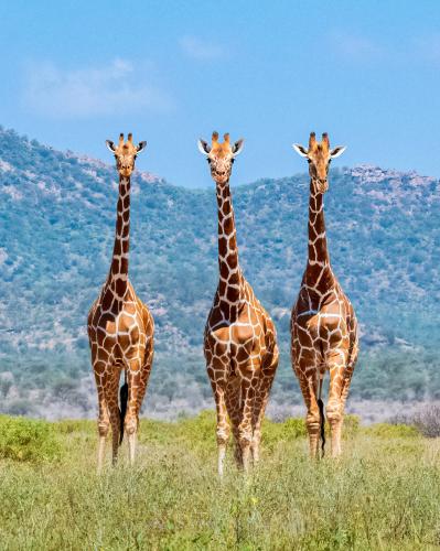 284107608_535750664666523_1178726370693884719_n