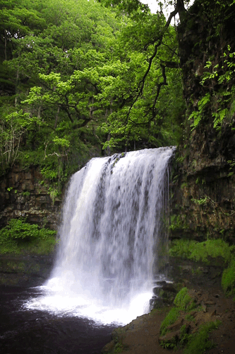 Forest waterfall