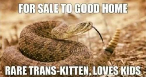 rare trans kitten