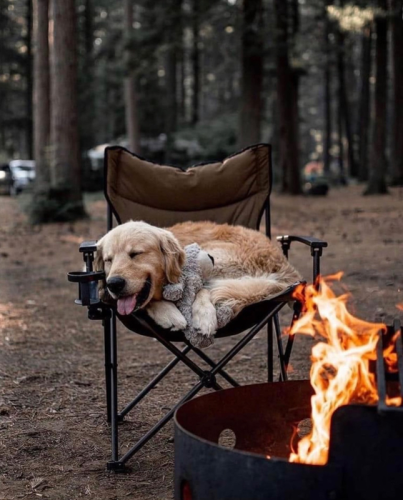 Happy Dog by campfire