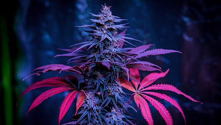 PUB_Cannabis7_1671198382-default-thumbnail-teaser-thumbnail-teaser-93820