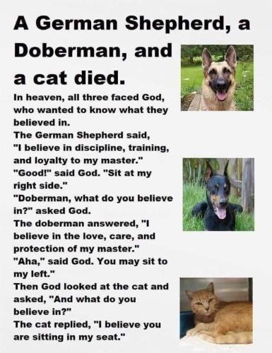 dogs vs cat