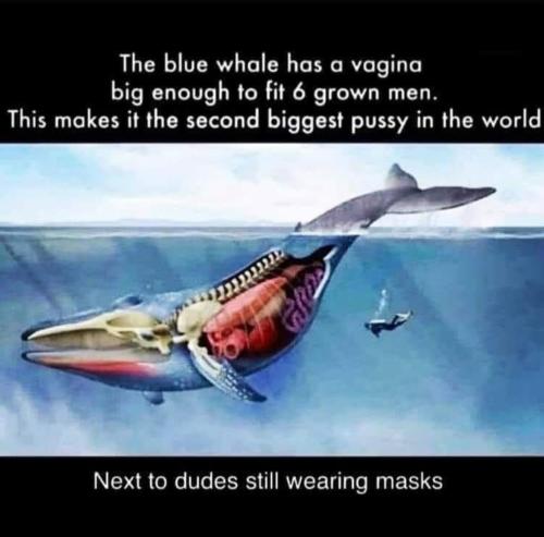 masks whale pussy