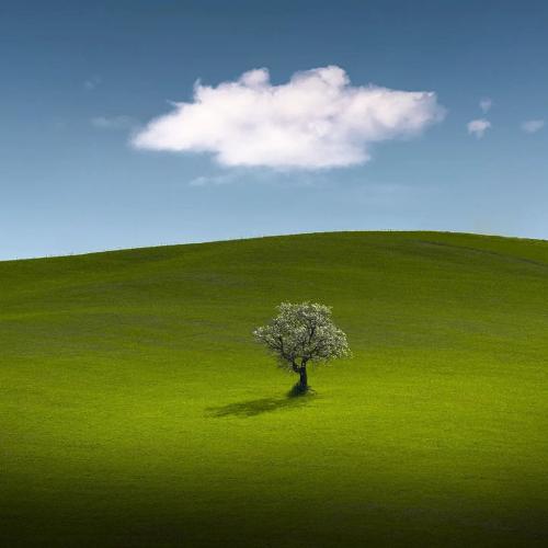 Solitary Tree on smooth grass hill