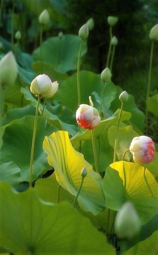 tumblr_7bf1f3ed90bd5eddcdf7468503dd73c4_64821c16_640