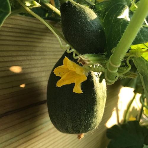 64392575_2251082195203911_5440277796145093780_n