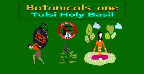 Botanicals.one - Tulsi Holy Basil