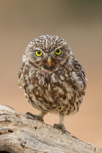 tumblr_nwk1t5flCy1qa9omho1_540