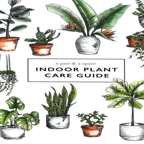 Indoor Plant Care Guide