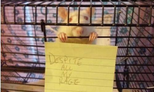 35532650_101879004053009_4618465778922946560_n