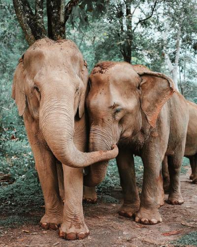 Elephant love