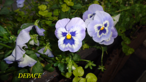 Snapshot 2 (5-22-2022 5-45 AM)