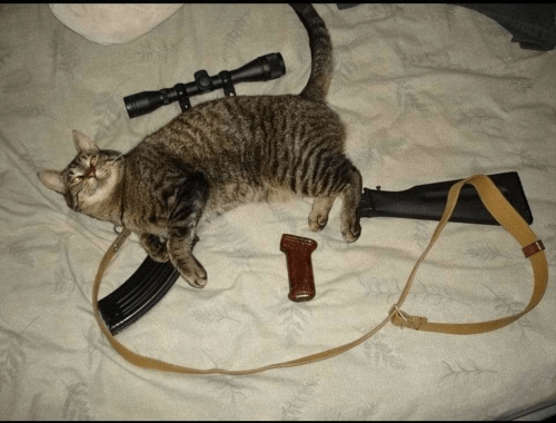 Assault cat 😈