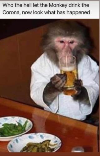 monkey drank the corona