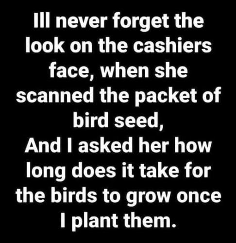 bird seeds