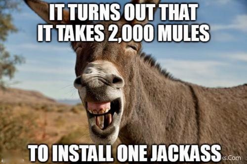 2000 MULE FOR 1 JACKASS
