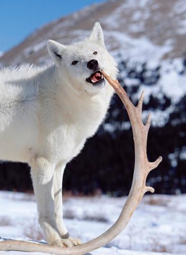 tumblr_613cd30b29582c70f853e1fa96622f38_8541f226_500