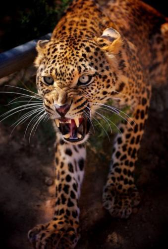 tumblr_06bf409a9c51ecacbcc39a0a4d65f6d4_5b9645a5_540