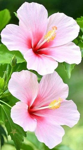 08:44:20 GMT-0500 (CDT)