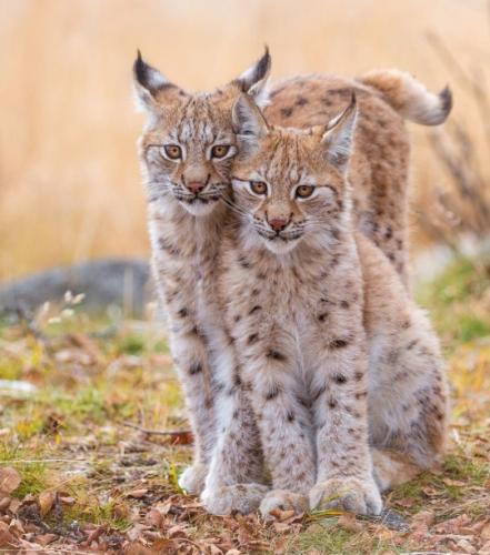 tumblr_of2svynKLX1rhe8jbo2_540