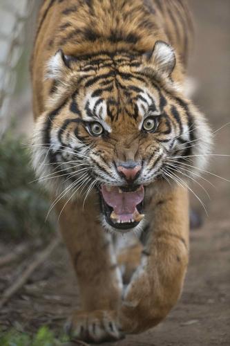 12f323621e7c287a0b8c321c275ced52