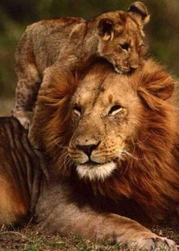 tumblr_47d46599d7b851b9764a543c20c2069c_83a123cd_540