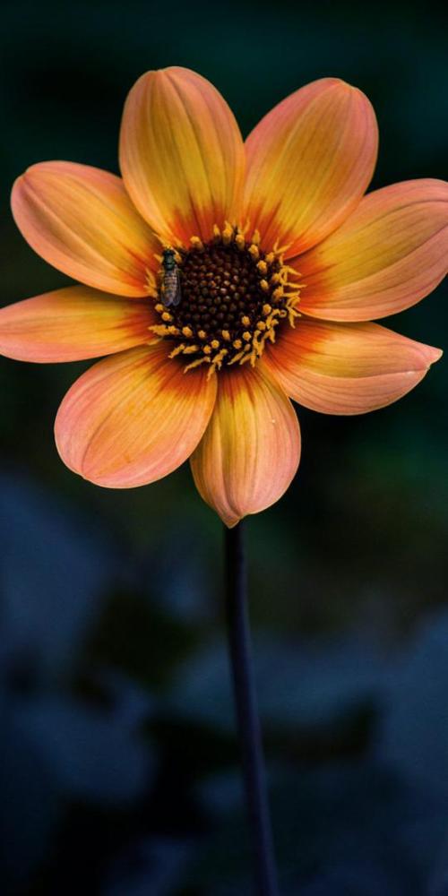 801f4197-7804-48cc-82cf-274272624761