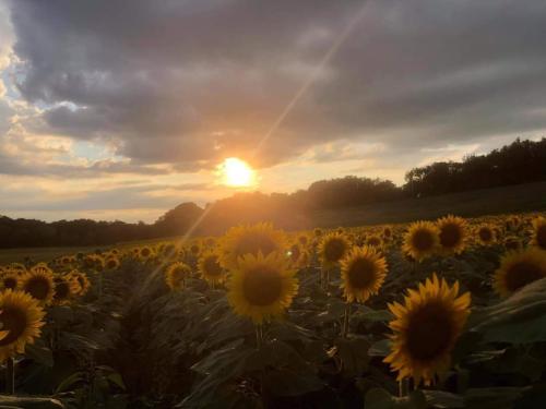 ae6fdabb-4778-4903-b9c8-f6eae3ac9e91