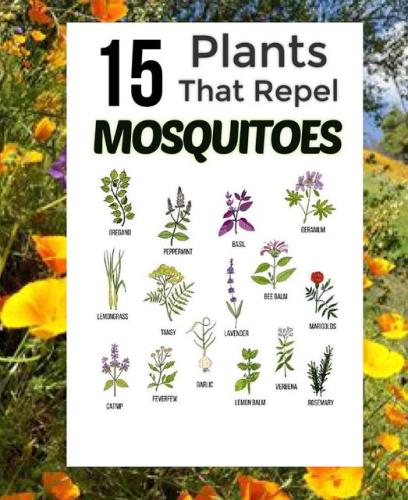 plants that repel mosquitos