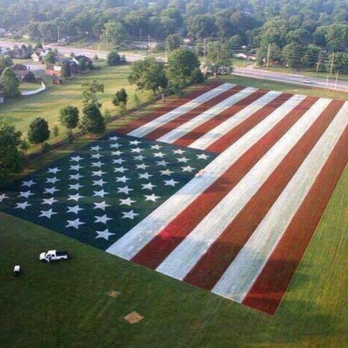 Local Farmer Makes US Flag in Field