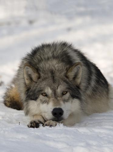 tumblr_nxgk2gHIlm1rhe8jbo1_500