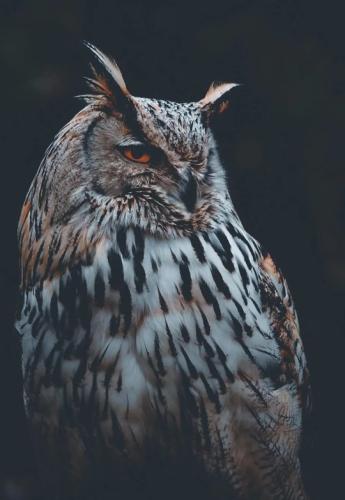 tumblr_a755c3dbaa17a516b1c8fc184de53fac_9ea4606f_540