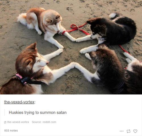 funny-husky-dog-posts-54-583438c666a52__700