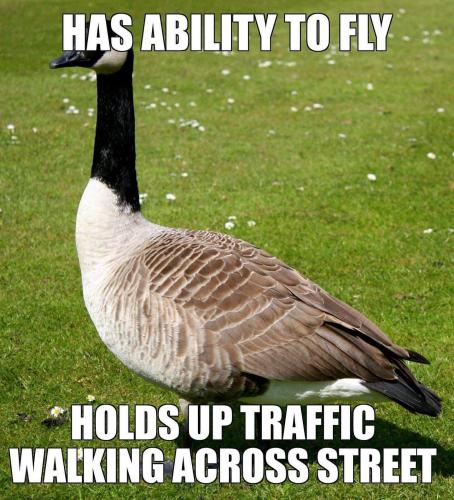 ability to fly