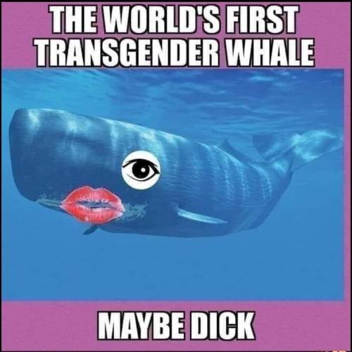 trans whale