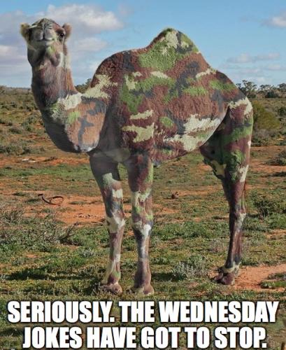 1-Hump Day
