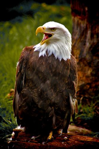 tumblr_ml7zkkcSsg1qgu2wio1_540