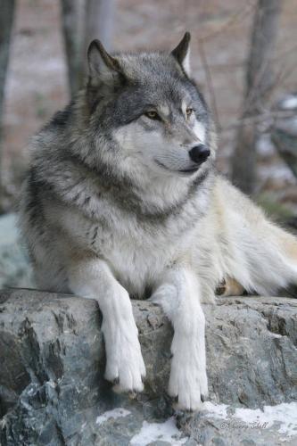 grizzer-showing-his-best-side-gerry-sibell