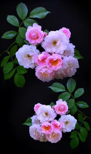 tumblr_744f2007a27b462ac75df54b13b62140_1507d83d_640