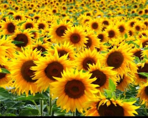 ed82561f-0fda-4ba7-8074-b598944496ad