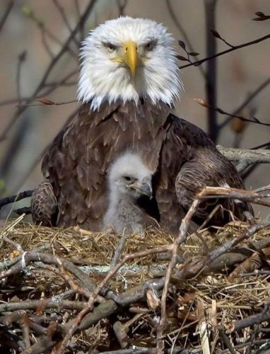 tumblr_1861e43e6a875b8ba4b3b08cb23e5029_8e29dd4e_540